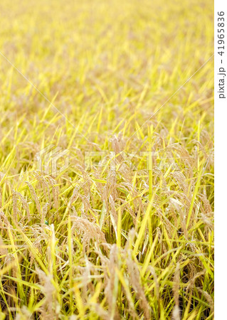 秋の稲 （１０月） 41965836