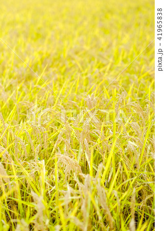 秋の稲 （１０月） 41965838