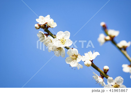 青空と梅の花 41965867