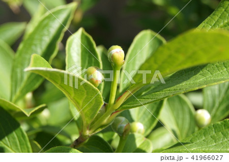 ナツツバキ（姫シャラ）の蕾 41966027