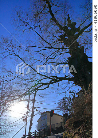 青梅にある冬の御岳ノ神代欅(みたけのじんだいのけやき) 青梅にある冬の御岳ノ神代欅(みたけのじんだいのけやき) 41966090