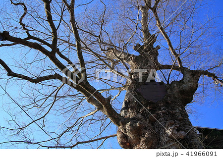 青梅にある冬の御岳ノ神代欅(みたけのじんだいのけやき) 青梅にある冬の御岳ノ神代欅(みたけのじんだいのけやき) 41966091