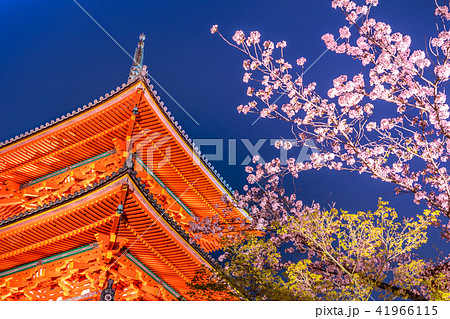清水寺、三重塔と夜桜ライトアップ（京都府京都市東山区清水）※作品コメント欄に撮影位置あり 41966115