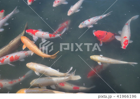 Koi Carps Swimming In The Pond Korakuen Koi Carps Swimming In The Pond Korakuen 41966196