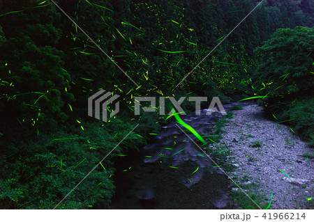 田平橋のゲンジボタル 41966214