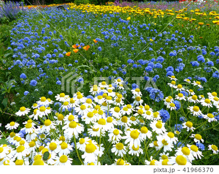 カモミールと色とりどりのハーブたち カモミールと色とりどりのハーブたち 41966370