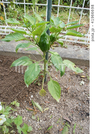 ピーマン（家庭菜園） 41966698