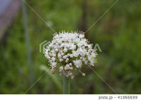 ねぎぼうず 41966699