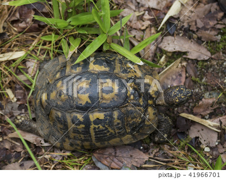 ギリシャリクガメの甲羅 41966701