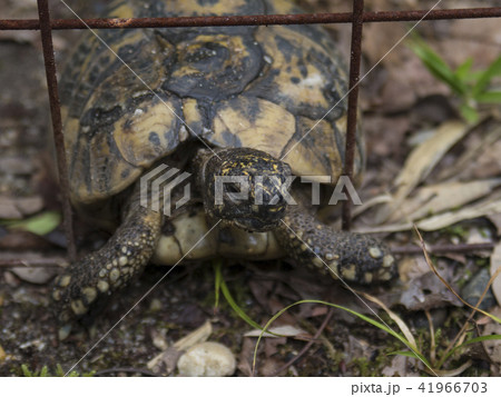 ギリシャリクガメ ギリシャリクガメ 41966703