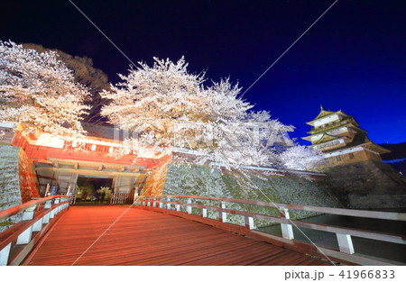 諏訪高島城の夜桜ライトアップ 41966833