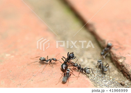 自分達より大きい蟻を集団で巣に運ぶ働き蟻達 犠牲の写真素材