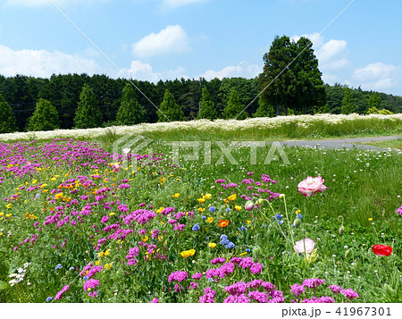カラフルな花の向こうに広がるカモミール カラフルな花の向こうに広がるカモミール 41967301