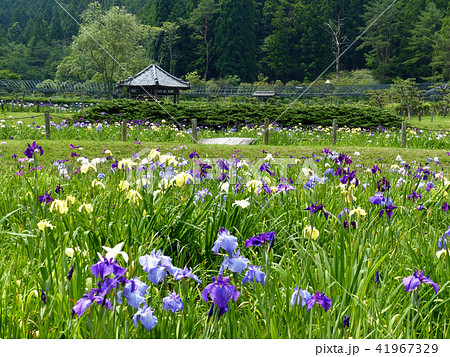 永沢寺の花しょうぶ 永沢寺の花しょうぶ 41967329