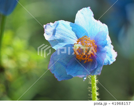 ヒマラヤの青いケシ ヒマラヤの青いケシ 41968157