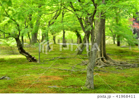 庭園の青もみじ 41968411