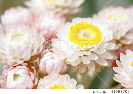 貝殻草の花の写真素材