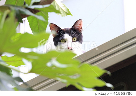 庭に来た野良猫 41968786