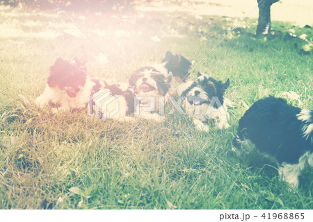 puppy purebred Biewer Yorkshire terrier puppy purebred Biewer Yorkshire terrier 41968865