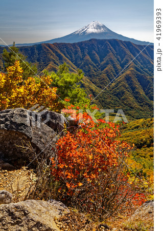 釈迦ヶ岳から見る紅葉の山並みと富士山 41969393
