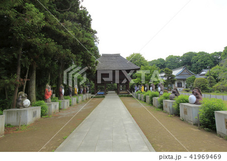 茂林寺 たぬき 館林 茂林寺 たぬき 館林 41969469