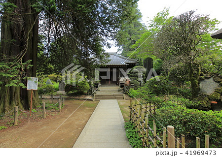 茂林寺 たぬき 館林 茂林寺 たぬき 館林 41969473