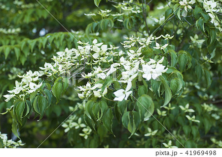 山法師 山法師 41969498