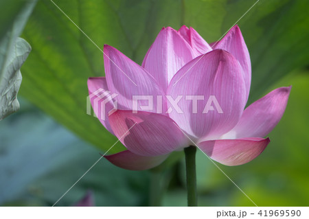 ハスの花 蓮 Lotus インド原産 仏教 沼地 ハス科ハス属 水生植物 葉 蓮根 レンコン 地下茎の写真素材