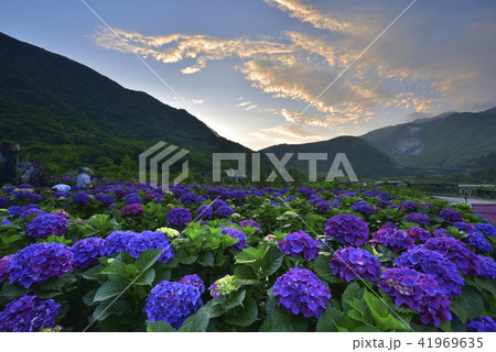 台湾 陽明山 紫陽花 41969635