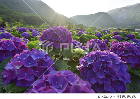 台湾 陽明山 紫陽花 41969636