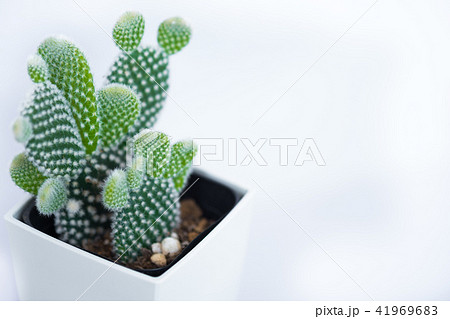 Bunny ears cactus 41969683