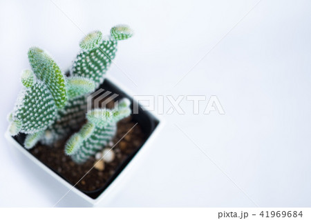 Bunny ears cactus Bunny ears cactus 41969684