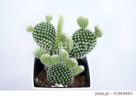 Bunny ears cactus Bunny ears cactus 41969685
