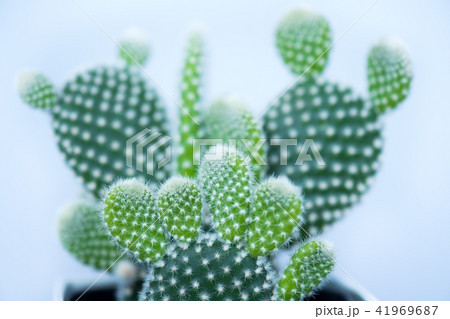 Bunny ears cactus 41969687