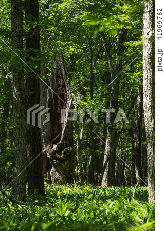 奥日光戦場ヶ原 奥日光戦場ヶ原 41969782