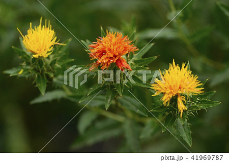 満開のベニバナ 41969787