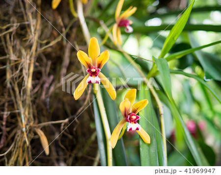 Yellow and red small orchids in nature. 41969947
