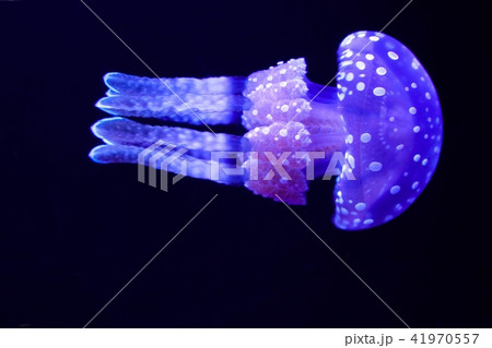 JELLYFISH JELLYFISH 41970557