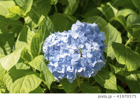 花 花 41970575