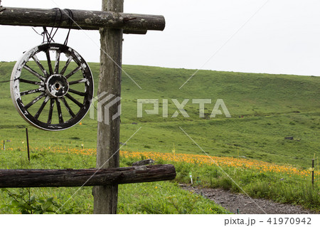 車山高原のキスゲ 41970942