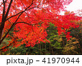 寂地峡の紅葉 41970944