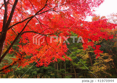 寂地峡の紅葉 寂地峡の紅葉 41970944