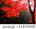 寂地峡の紅葉 41970948