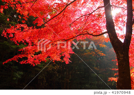 寂地峡の紅葉 寂地峡の紅葉 41970948