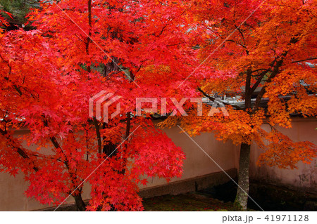 漢陽寺　紅葉 41971128