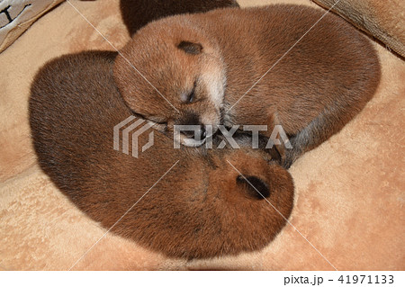 生後12日目の柴犬の赤ちゃん 生後12日目の柴犬の赤ちゃん 41971133