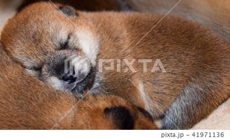 生後12日目の柴犬の赤ちゃん 41971136