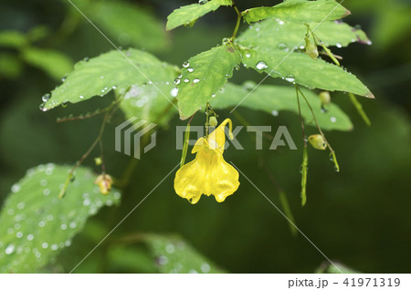 キツリフネ 札幌市 キツリフネ 札幌市 41971319