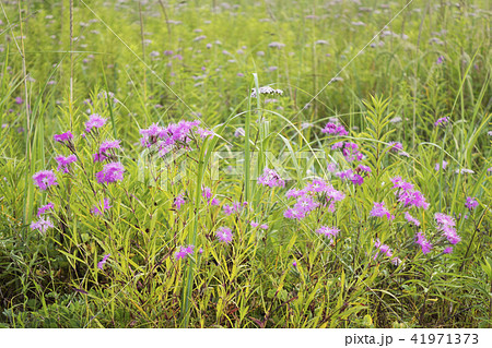 カワラナデシコ　白老町 41971373