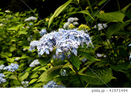 紫陽花 41971494